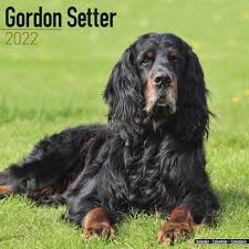Vip puppies works with responsible gordon setter breeders across the united states. Gordon Setter Calendar 2022 At Calendar Club