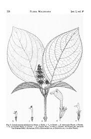 Image result for Achyrospermum laterale