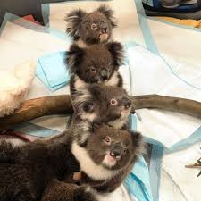 Pin By Connie L Fletcher On Koalas In 2020 Cute Baby Animals Animals Baby Animals