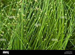 Image result for Isolepis prolifera