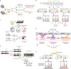 I would be happy to make copies of any that you may want. Simple And Reliable Detection Of Crispr Induced On Target Effects By Qgpcr And Snp Genotyping Nature Protocols