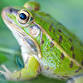 Wausau: North Lakeland Discovery Center: Reptiles & Amphibians