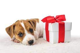 What To Do If You Regret Buying A Puppy Cute Dog Pictures Cool Things To Make Puppies