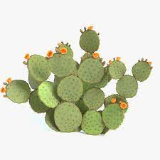 With edible pads, flowers and fruit, opuntia cactus are perfect for prickly pears are a subgroup of opuntia, identified by their wide, flat, branching pads, and are birds are attracted to the small purple fruit of this colorful opuntia. Prickly Pear Cactus 3d Model 24 Obj Fbx Dae Blend 3ds Free3d