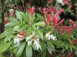 Image result for Pieris japonský obrázek