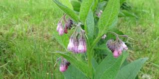 The creation of a microcosm that includes vegetables, fruits, trees, bushes, wheat, flowers, weeds, birds, soil, microorganisms, water, nutrients, insects, toads, spiders, and chickens. The 10 Best Companion Plants For Fruit Trees Couch To Homestead