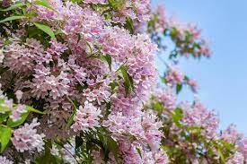 Kolkwitzia Amabilis Beauty Bush
