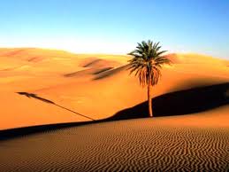 Image result for pohon kurma