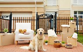 Check spelling or type a new query. Pet Relocation From The Uae Cost Requirements More Mybayut
