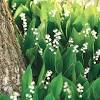 Forcing bulbs indoors is fun and so much easier to do than you might imagine. 3