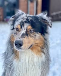 Australian shepherds are a truly versatile breed. Australian Shepherd Australian Shepherd Welpen Kaufen Verkaufen Schleswig Holstein Haustier Anzeiger
