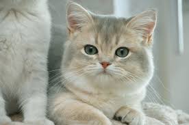 The breeder of british shorthair cats and british longhair cats of silver shaded, golden shaded, and chinchilla colors with blue and green eyes. What Are The Different Facts About Golden British Shorthair