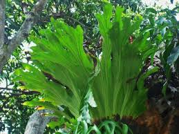 Image result for parožnatka Platycerium