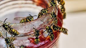 Wespenvölker wachsen im sommer, und so könnten spätestens august oder september mehr wespen bei ihnen im garten die wespe, die immer wieder versucht, aus der flasche herauszukommen, verteilt genügend geruchsstoffe in der gegend, um viele kumpel. Einfache Tricks Wespen Vertreiben Entfernen Und Toten Welt