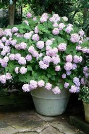 If You Want To Plant Hydrangeas But Don T Want To Commit To Bright Blues Or Purples Cultivate A Pretty Pastel Pi Planting Hydrangeas Growing Hydrangeas Plants