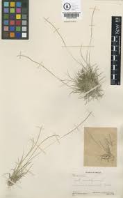 Image result for Microchloa altera