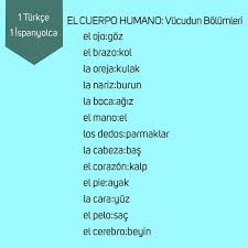 183 Begenme 2 Yorum Instagram Da 1turkce1ispanyolca 1turkce1ispanyolca El Cuerpo Humano Vucudun Bolumleri Ispanyolca Turkce Beyin