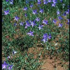 Ang wahlenbergia gracilis.ang wahlenbergia gracilis sakop sa kahenera nga wahlenbergia sa kabanay nga campanulaceae. Sprawling Bluebell Wt Landcare Flora Index