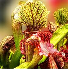 Image result for Liparis killmanniae