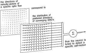 Here i look at some of the most widely used motion sensor technologies and explore the. Dendritic Structure And Receptive Field Organization Of Optic Flow Processing Interneurons In The Fly Journal Of Neurophysiology