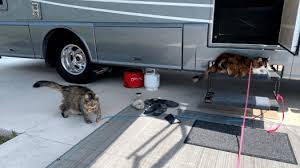 The one cat runs in the bedroom when the door opens and the other has escaped once. How To Survive Rving With Cats Always On Liberty