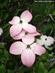 Architectural, beds and borders, city, containers, cottage/informal, low maintenance, roof terrace. Cornus Kousa Heart Throb Havlis Cz