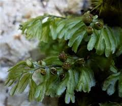 Image result for Hymenophyllaceae