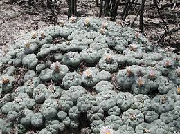But strangely, there are some mushrooms and cacti that contain these molecules, and the plants are legal to grow. Mescaline D M Turner