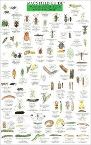 Mac S Field Guide To Bad Garden Bugs Of The Midwest Paperback Garden Bugs Home Vegetable Garden Garden Guide