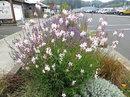 French lavender 'anouk', spanish lavender 'anouk', butterfly lavender 'anouk'. July 30 And 31 Work Lilies Tangly Cottage Gardening Journal