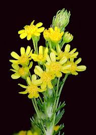 Image result for Euryops virgineus