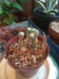 Image result for Trochomeria debilis