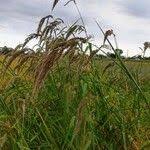 Image result for Echinochloa oryzoides