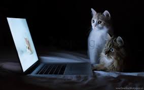 Finding great wallpapers and backgrounds for your android device isn't all that difficu. Cats Couple Curiosity Laptop Lie Down Rest Wallpaper Background Best Stock Photos Toppng