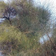 Image result for Casuarinaceae