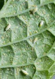 Make sure you are matching the correct disease resistance to the. Pest Control In Organic Systems Intechopen