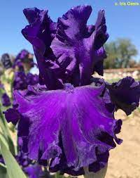 Set rhizome so bottom half is below ground level. Tbautumnrain Tbathrue Iris Wiki