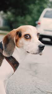 Rehoming a 4-year-old beagle in Atlanta area due to schedule change