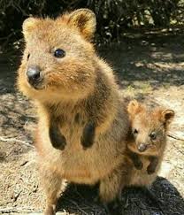 Mum Baby Quokka So Cute Cute Baby Animals Cute Animals Animals Beautiful