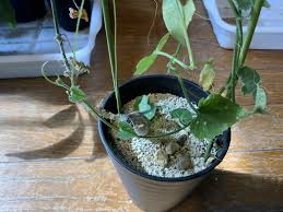 Image result for Corallocarpus triangularis