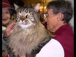 The Largest Domestic Cats In The World Youtube Largest Domestic Cat Cats Domestic Cat