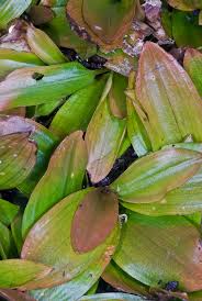 Image result for Potamogeton