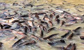 You Re Probably Eating Asian Catfish Without Knowing It Should You Be Worried Oceana