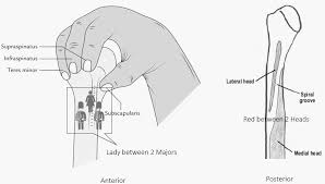 The articulations between the bones of the shoulder make up the shoulder joints. Shoulder Muscles Anatomy Simplified Epomedicine