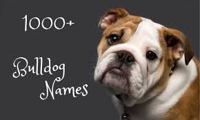 Choose from one of these 300 names for male or female frenchies. 1000 Bulldog Names Which Most Popular In The Worlds