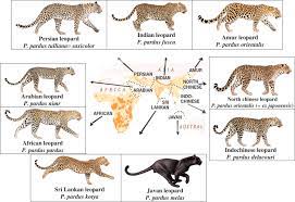 3,597 likes · 56 talking about this. Panthera An Overview Sciencedirect Topics