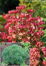 Image result for Euphorbia glanduligera