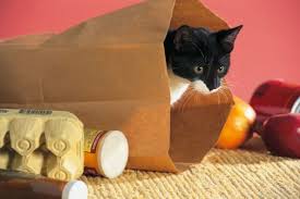 Idiom Let The Cat Out Of The Bag Meaning Shared A Secret That Shouldn T Have Been Shared Cat Treats Cat Toys Diy Cat Treats