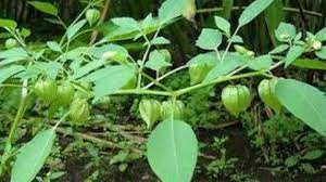 Biasanya buah ciplukan ini tumbuh liar di sawah. Manfaat Kesehatan Buah Ciplukan Tangkal Kanker Sampai Epilepsi Cantik Tempo Co