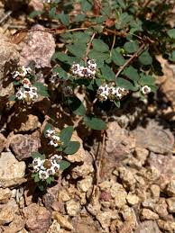 Image result for Euphorbia spissiflora